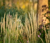 2022 09 12 LongFellowGardens 059